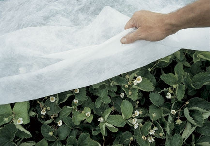 frost cloth for nursery plants